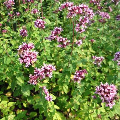 Origanum vulgare