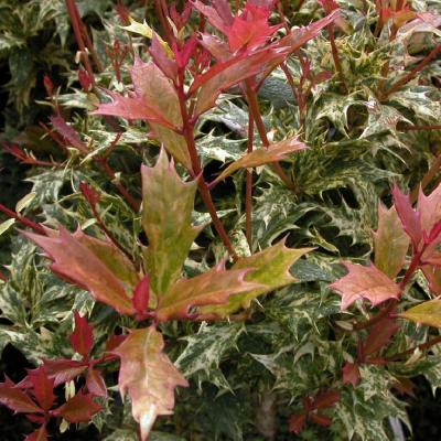 Osmanthus heter. 'Goshiki' (=Tricolor)