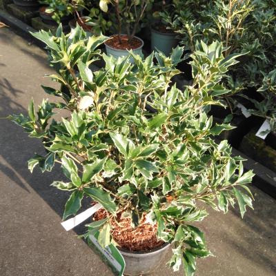 Osmanthus heterophyllus 'Variegatus'