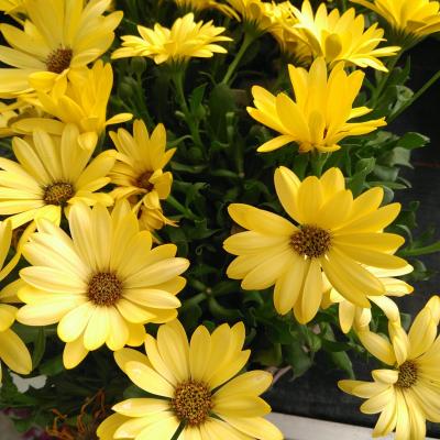 Osteospermum 'Margarita Orang Fla' Osteospermum Margarita Orange Flare