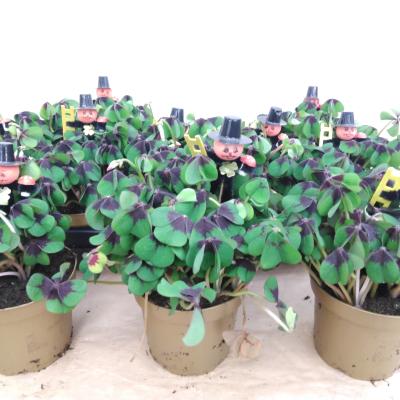 Oxalis deppei met schoorsteenveger