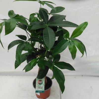 Pachira aquatica 'Trunk Compact'