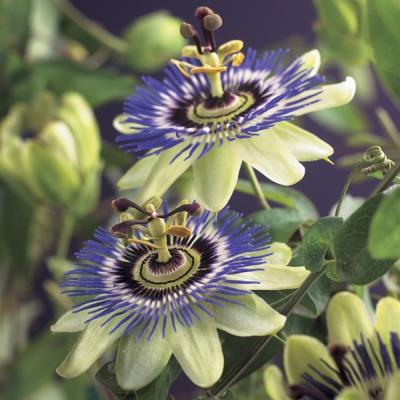 Passiflora caerulea