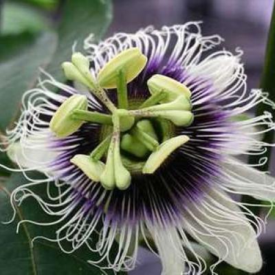 Passiflora 'Edulis'