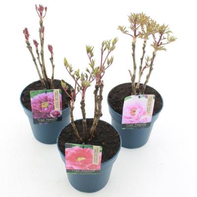 Paeonia suffruticosa in kleuren