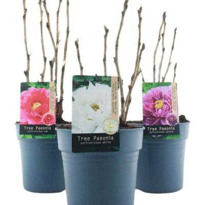 Paeonia suffruticosa in kleuren
