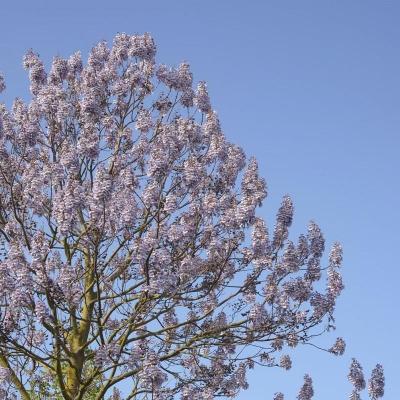 Paulownia for. 'Fast Blue'®