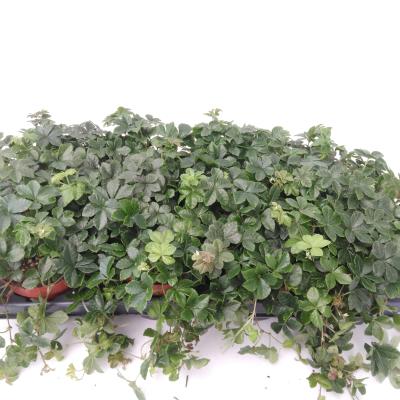 Parthenocissus inserta 'Striatha'