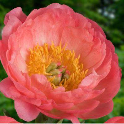 Paeonia lactiflora 'Coral Sunset'