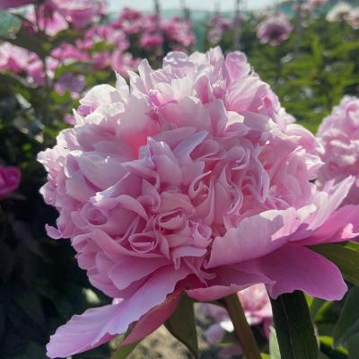 Paeonia lactiflora 'Lady Anna'