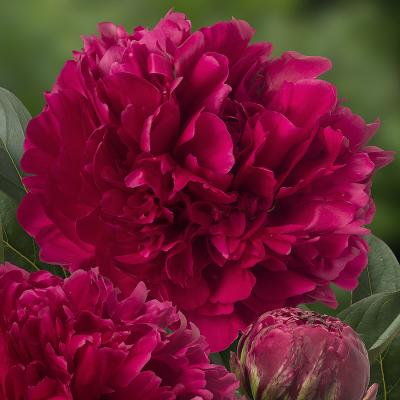 Paeonia lactiflora 'Red Magic'