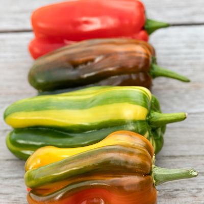 Paprika gestreept 'Leon'  F1
