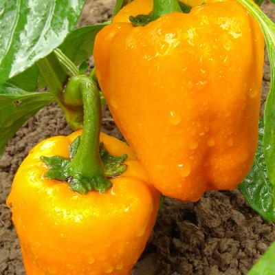 Paprika oranje 'Ariane' F1  - Poivron orange