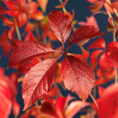 Parthenocissus qui. 'Engelmannii'