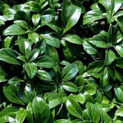 Pachysandra term. 'Green Carpet'