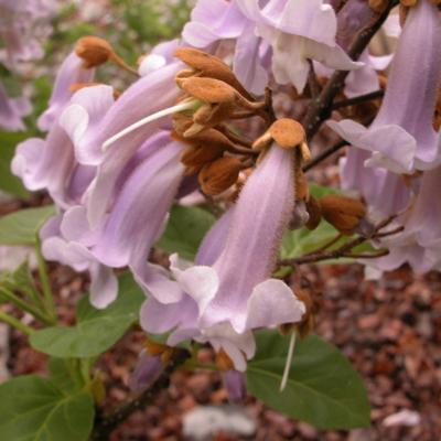 Paulownia tomentosa  HO 10/12