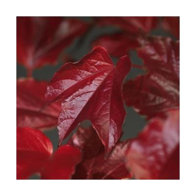 Parthenocissus tri. 'Veitchii'