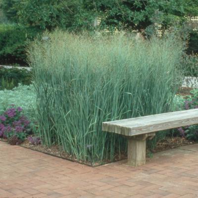 Panicum virgatum 'Heavy Metal'