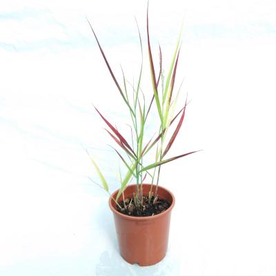 Panicum virgatum 'Oxblood Autumn'