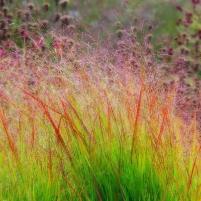 Panicum virgatum 'Rehbraun'