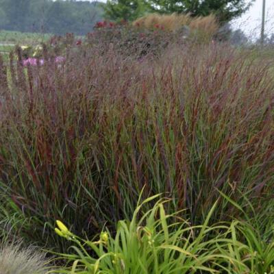 Panicum virgatum 'Squaw'