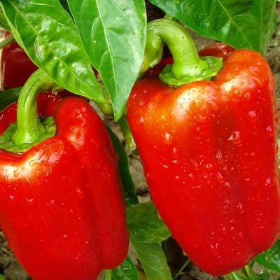 Paprika rood 'Yolo Wonder'