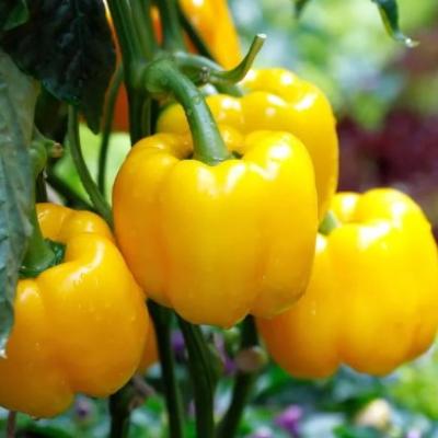 Paprika Geel - Poivron jaune