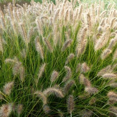 Pennisetum alop. 'Gelbstiel'