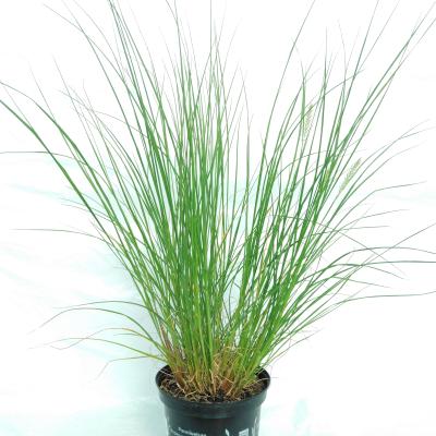 Pennisetum alop. 'Hameln'