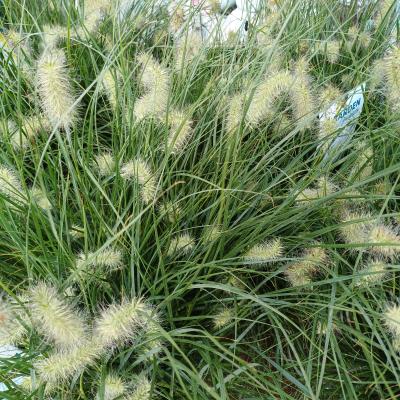 Pennisetum alo. 'Little Hameln'