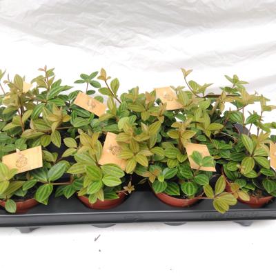 Peperomia angulata