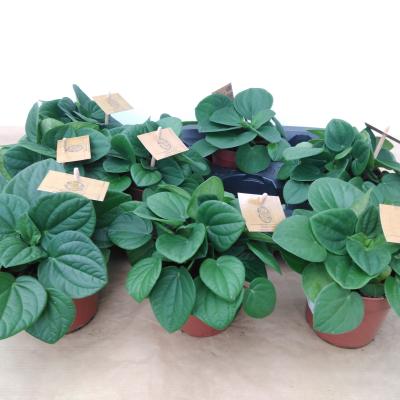 Peperomia albov. 'Rana Verde' .