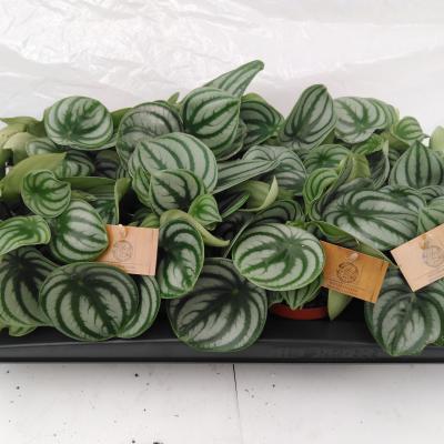 Peperomia argyreia