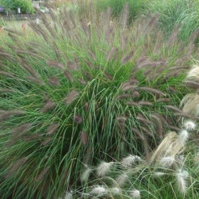 Pennisetum alop. 'Viridescens'