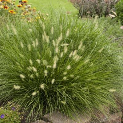 Pennisetum 'Little Bunny'