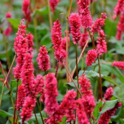 Persicaria ampl. 'J.S. Caliente' ®