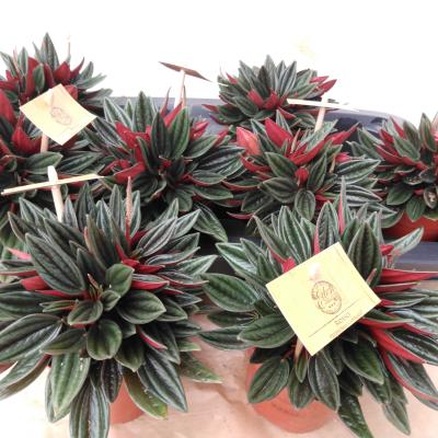 Peperomia caperata 'Rosso' .
