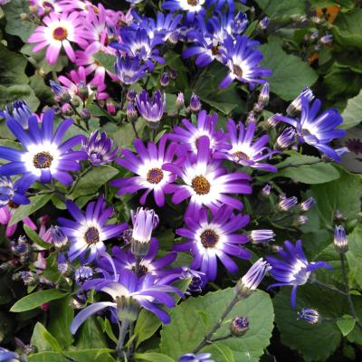Pericallis CR 'Senetti Violet Bicolor'