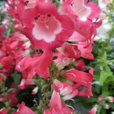Penstemon 'Hertwegii Red'  - rood/rouge