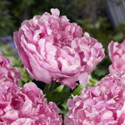 Paeonia lactiflora 'Dr. Alexander Fleming'