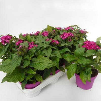 Pentas lanceolata rood