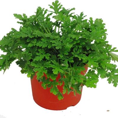 Pelargonium graveolens Mosquito Fighter Fresh&Fruity