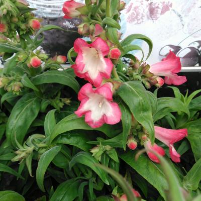 Penstemon hartwegii Rose