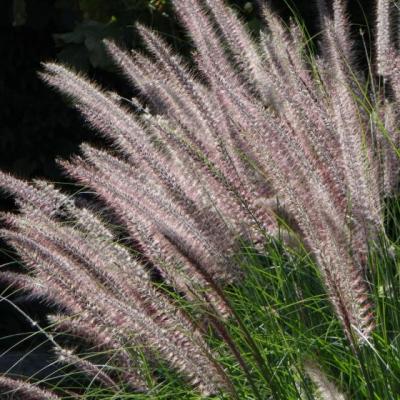 Pennisetum ori. 'Karley Rose'