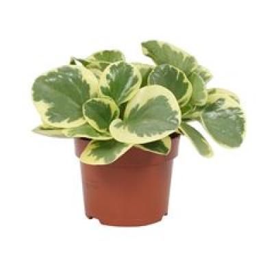 Peperomia obt. 'Variegata' .