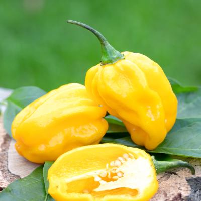 Peper Habanero geel - Piment Habanero jaune