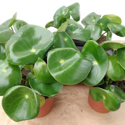 Peperomia polybotrya 'Raindrop'