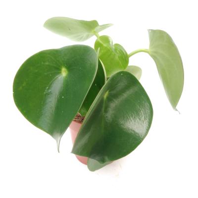 Peperomia polybotrya 'Raindrop'