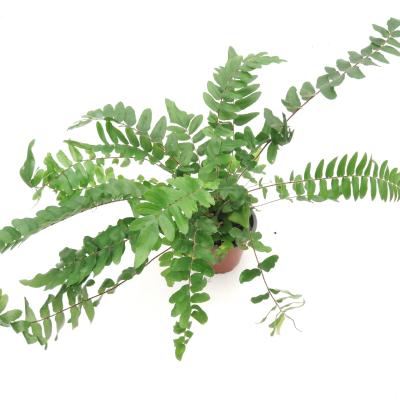 Pellea falcata