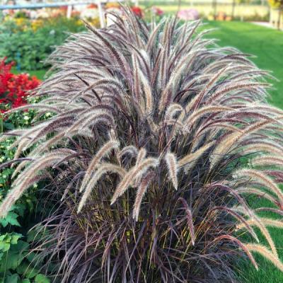 Pennisetum setaceum 'Rubrum'